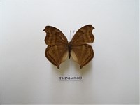 藏品(黯眼蛺蝶)的圖片